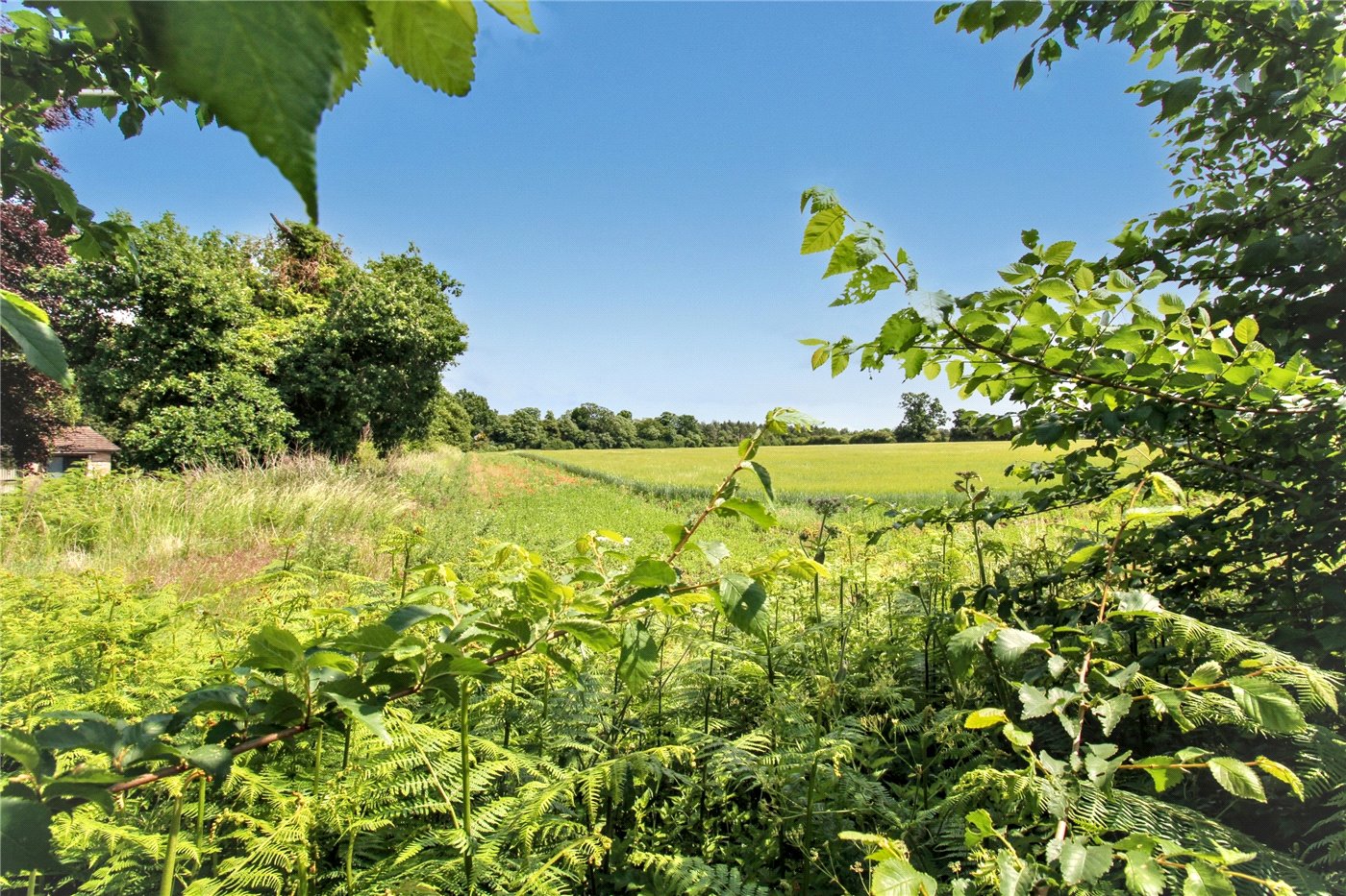 Field Views